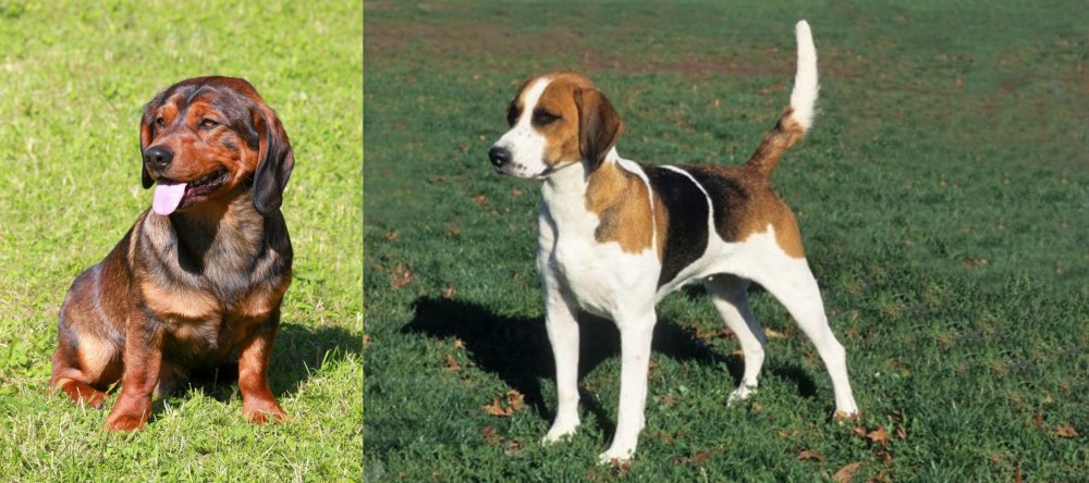 English Foxhound vs Alpine Dachsbracke - Breed Comparison