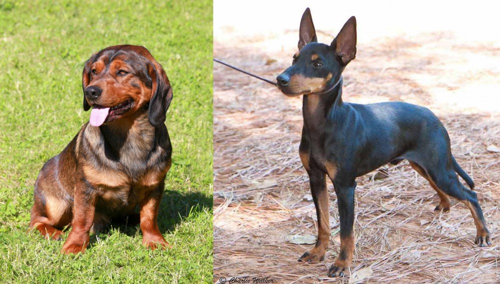 English Toy Terrier (Black & Tan) vs Alpine Dachsbracke - Breed Comparison
