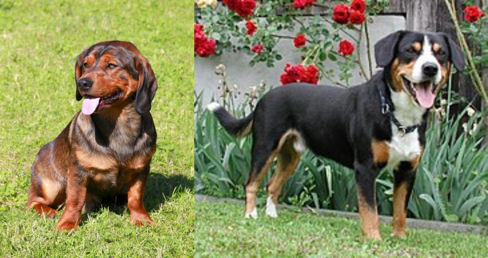 Entlebucher Mountain Dog vs Alpine Dachsbracke - Breed Comparison