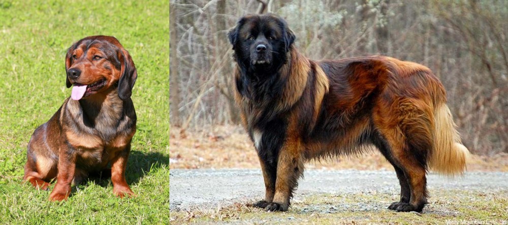 Estrela Mountain Dog vs Alpine Dachsbracke - Breed Comparison