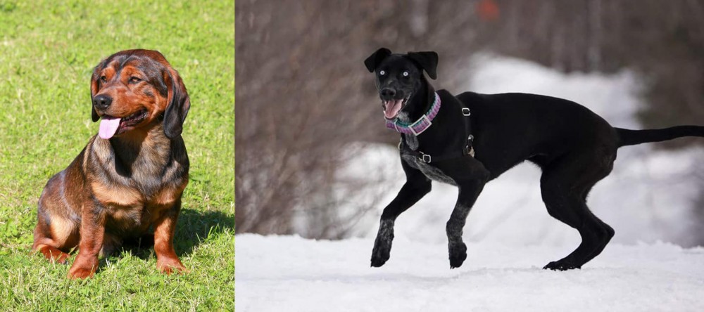 Eurohound vs Alpine Dachsbracke - Breed Comparison