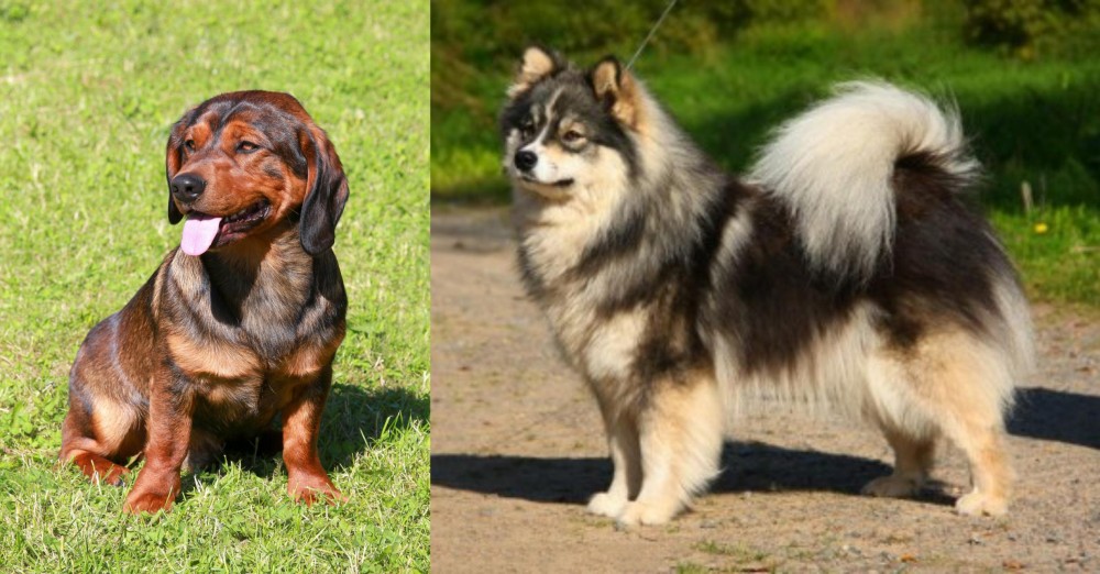 Finnish Lapphund vs Alpine Dachsbracke - Breed Comparison