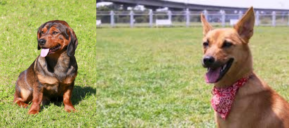 Formosan Mountain Dog vs Alpine Dachsbracke - Breed Comparison