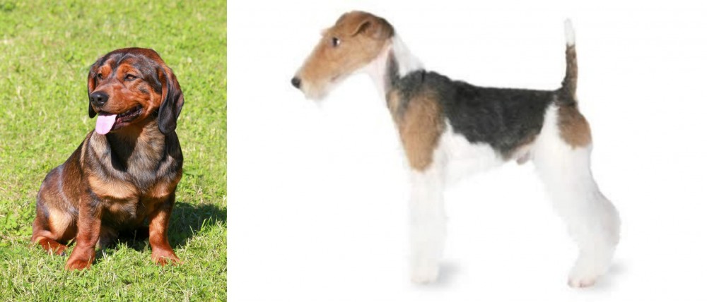 Fox Terrier vs Alpine Dachsbracke - Breed Comparison