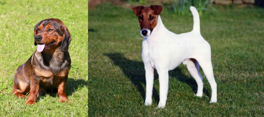 Fox Terrier (Smooth) vs Alpine Dachsbracke - Breed Comparison
