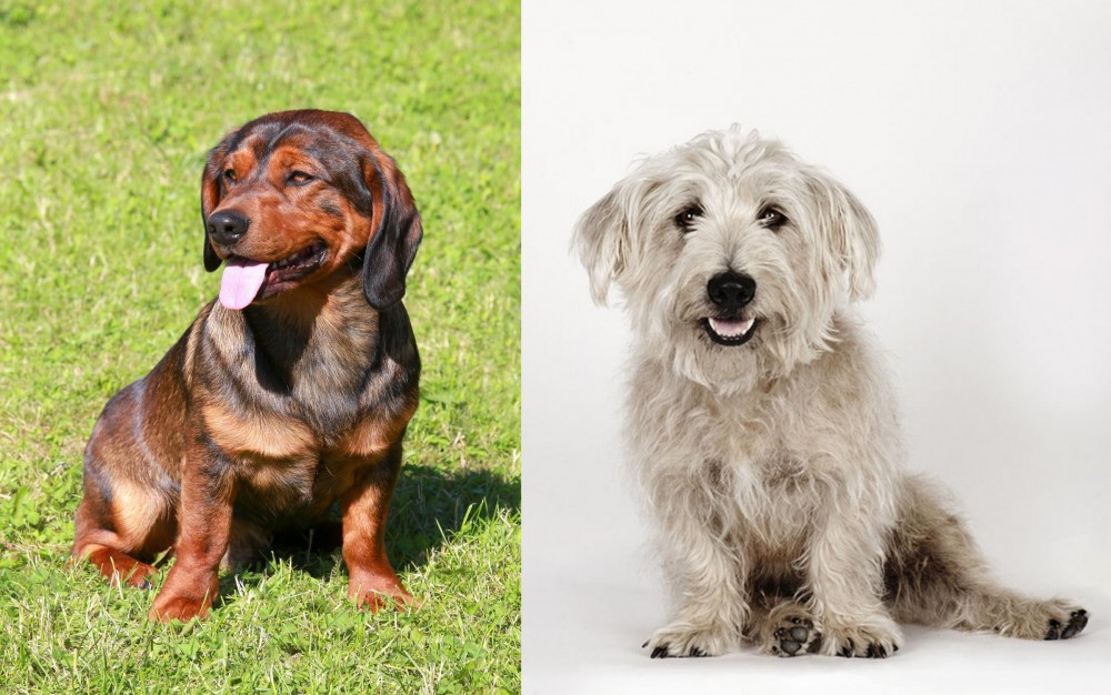 Glen of Imaal Terrier vs Alpine Dachsbracke - Breed Comparison