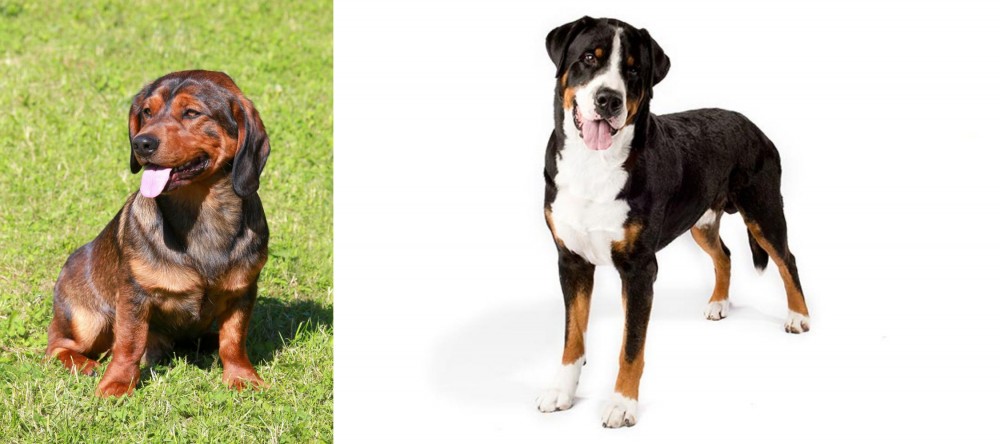Greater Swiss Mountain Dog vs Alpine Dachsbracke - Breed Comparison