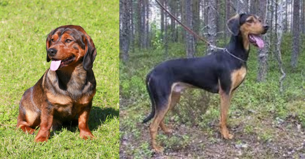 Greek Harehound vs Alpine Dachsbracke - Breed Comparison