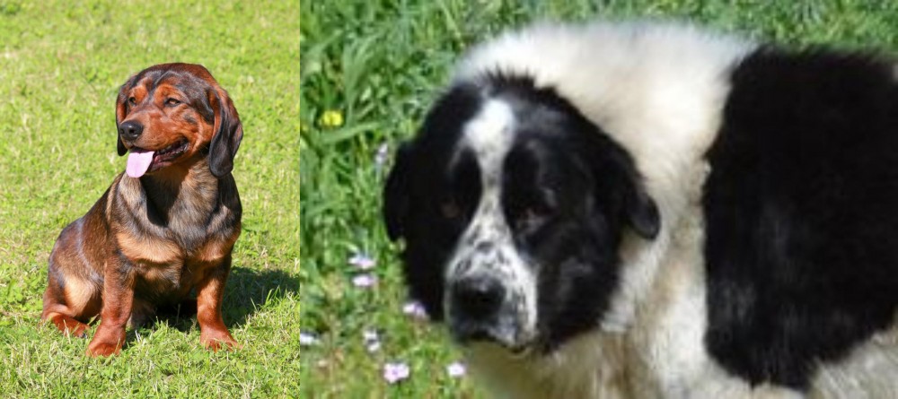 Greek Sheepdog vs Alpine Dachsbracke - Breed Comparison