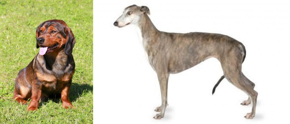 Greyhound vs Alpine Dachsbracke - Breed Comparison