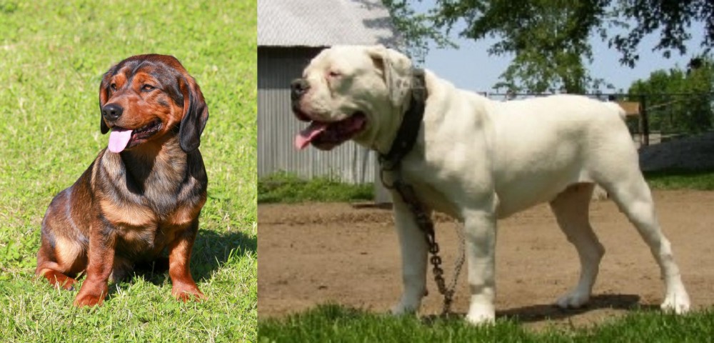 Hermes Bulldogge vs Alpine Dachsbracke - Breed Comparison