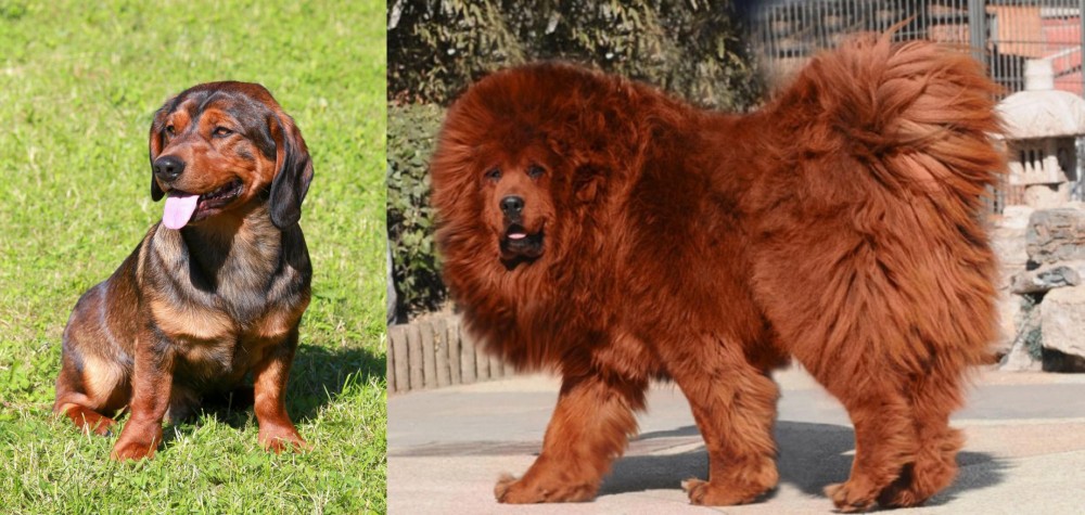 Himalayan Mastiff vs Alpine Dachsbracke - Breed Comparison