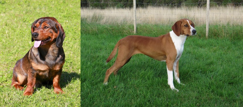 Hygenhund vs Alpine Dachsbracke - Breed Comparison