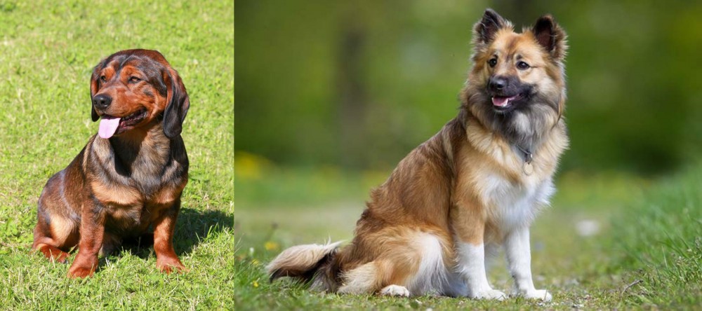 Icelandic Sheepdog vs Alpine Dachsbracke - Breed Comparison