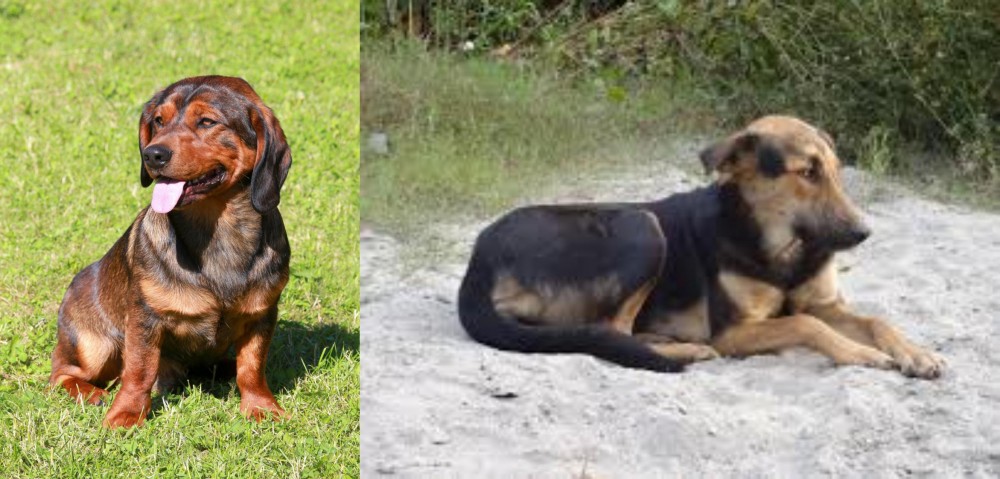 Indian Pariah Dog vs Alpine Dachsbracke - Breed Comparison