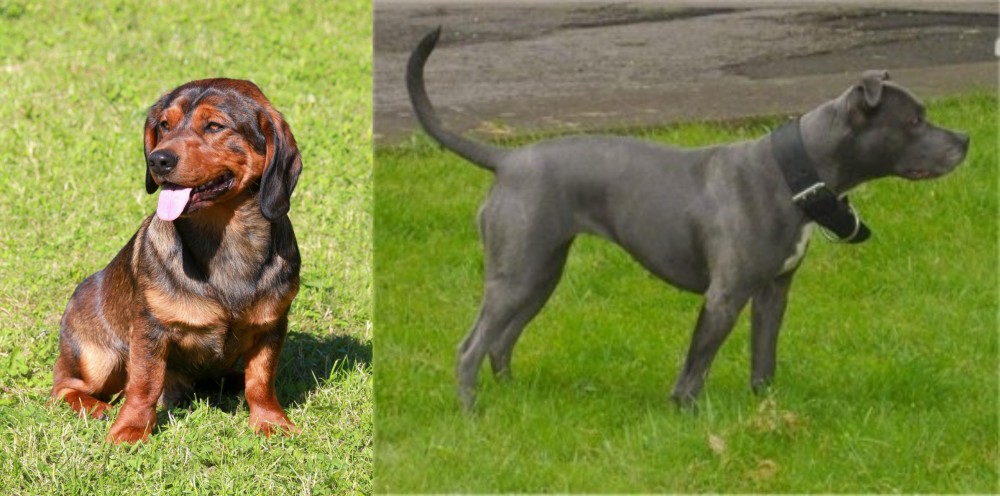 Irish Bull Terrier vs Alpine Dachsbracke - Breed Comparison