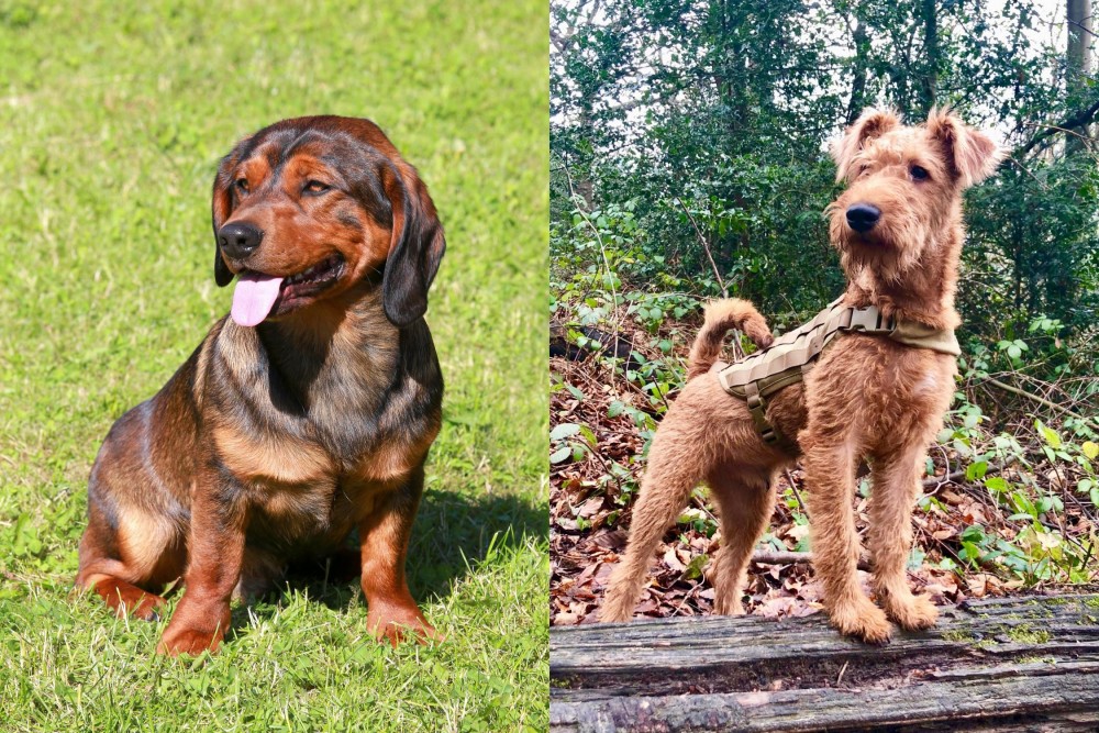 Irish Terrier vs Alpine Dachsbracke - Breed Comparison