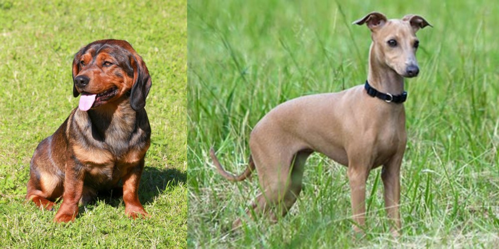 Italian Greyhound vs Alpine Dachsbracke - Breed Comparison
