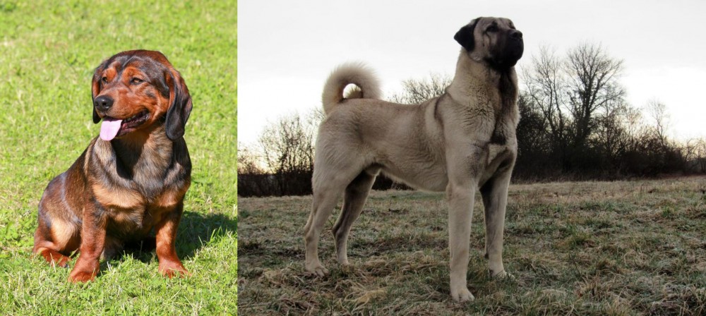 Kangal Dog vs Alpine Dachsbracke - Breed Comparison