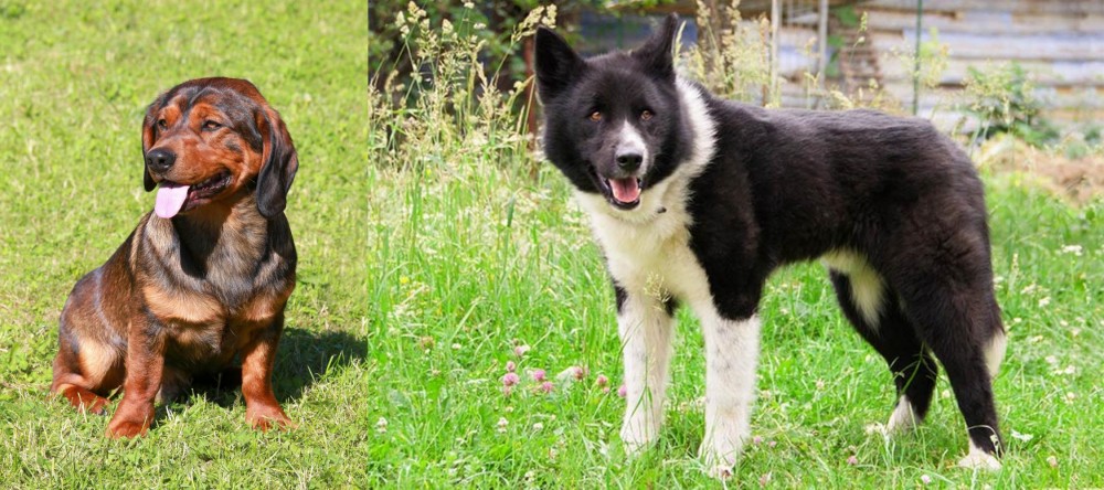 Karelian Bear Dog vs Alpine Dachsbracke - Breed Comparison