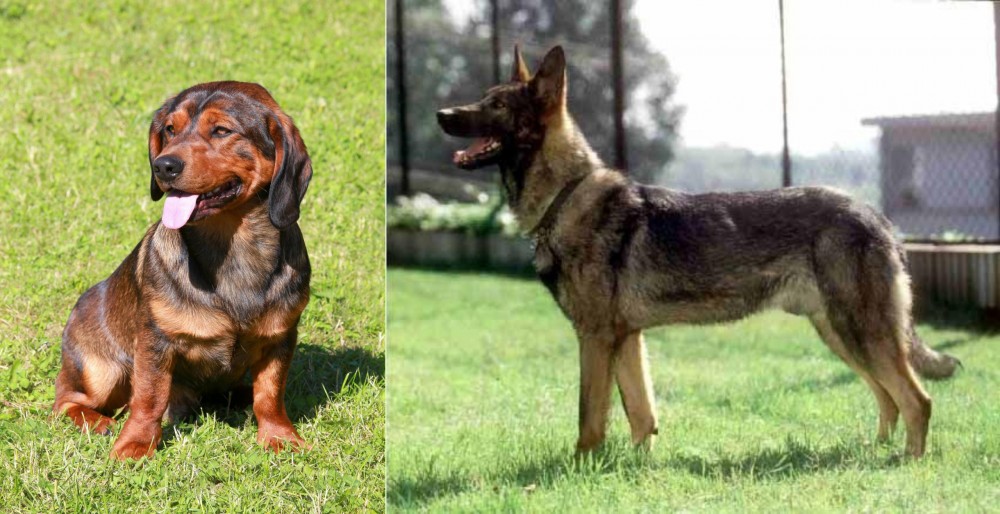 Kunming Dog vs Alpine Dachsbracke - Breed Comparison