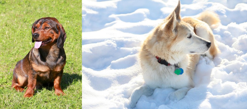 Labrador Husky vs Alpine Dachsbracke - Breed Comparison