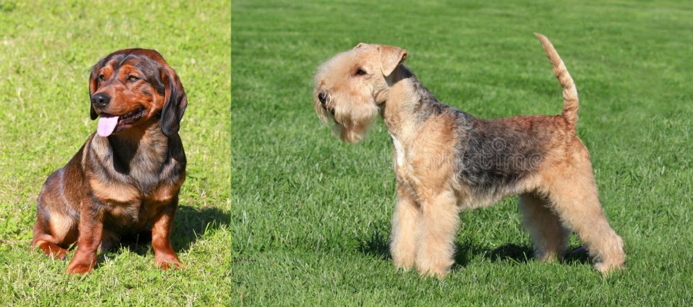 Lakeland Terrier vs Alpine Dachsbracke - Breed Comparison