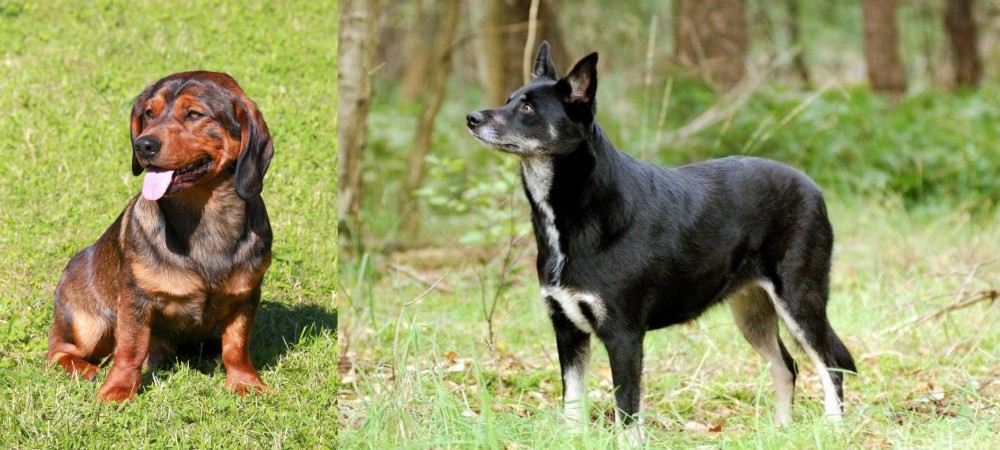 Lapponian Herder vs Alpine Dachsbracke - Breed Comparison