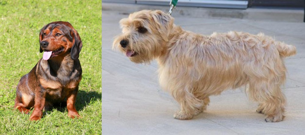 Lucas Terrier vs Alpine Dachsbracke - Breed Comparison