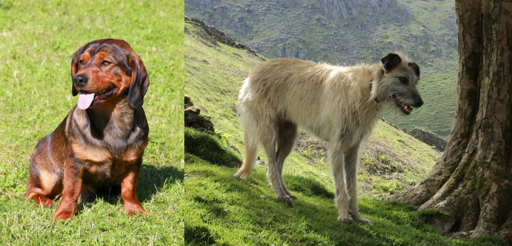 Lurcher vs Alpine Dachsbracke - Breed Comparison