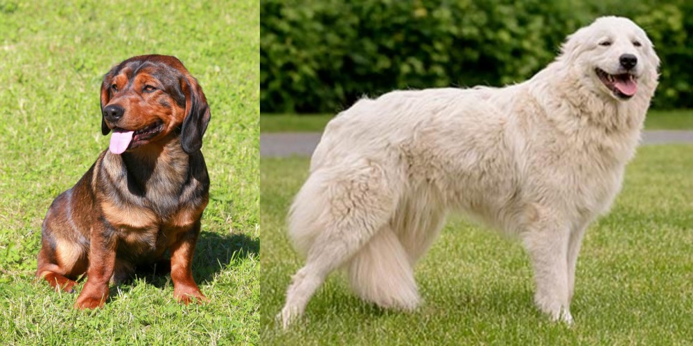 Maremma Sheepdog vs Alpine Dachsbracke - Breed Comparison