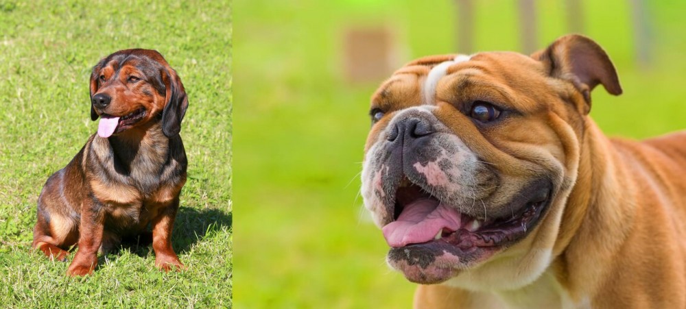 Miniature English Bulldog vs Alpine Dachsbracke - Breed Comparison