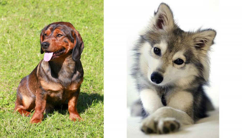 Miniature Siberian Husky vs Alpine Dachsbracke - Breed Comparison