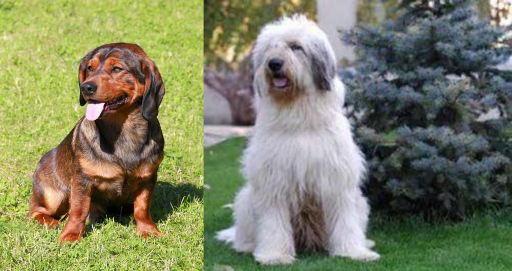 Mioritic Sheepdog vs Alpine Dachsbracke - Breed Comparison