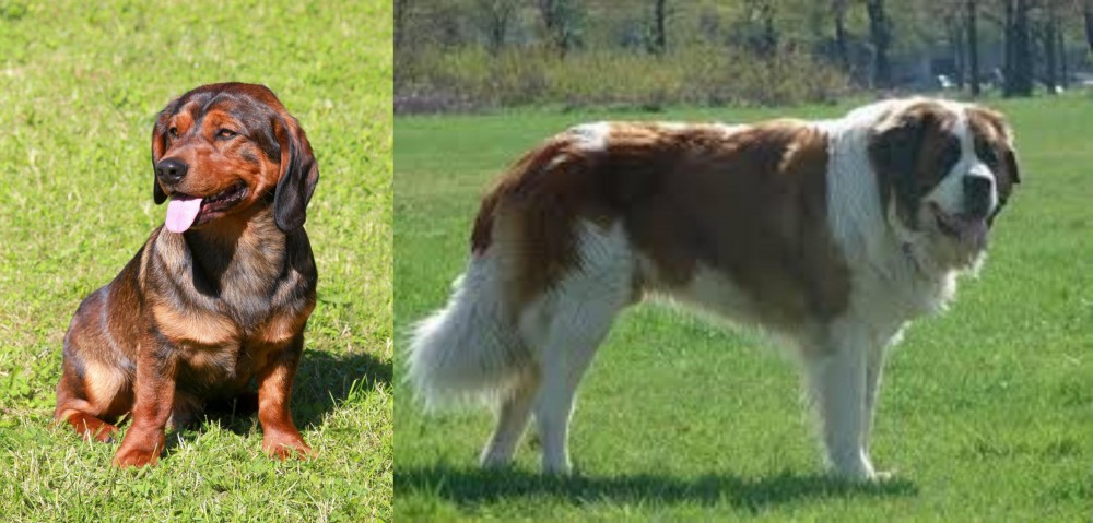 Moscow Watchdog vs Alpine Dachsbracke - Breed Comparison