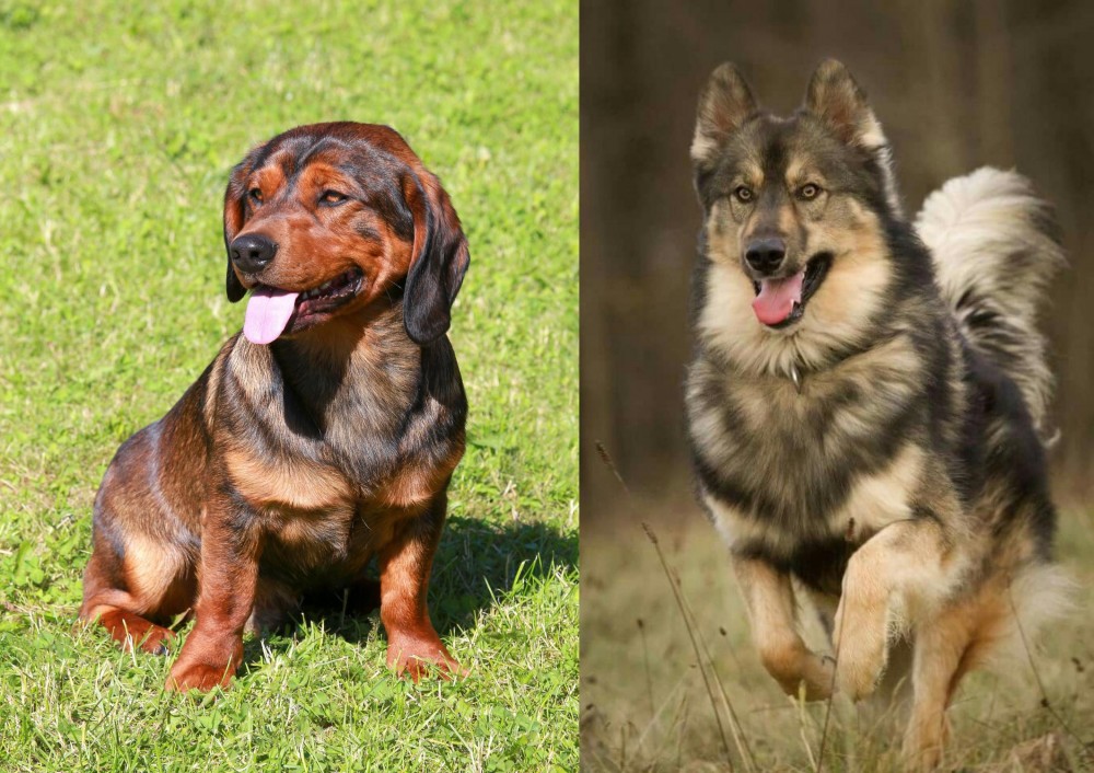 Native American Indian Dog vs Alpine Dachsbracke - Breed Comparison