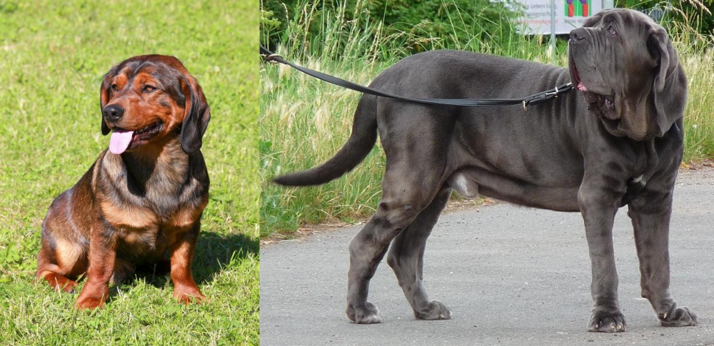 Neapolitan Mastiff vs Alpine Dachsbracke - Breed Comparison