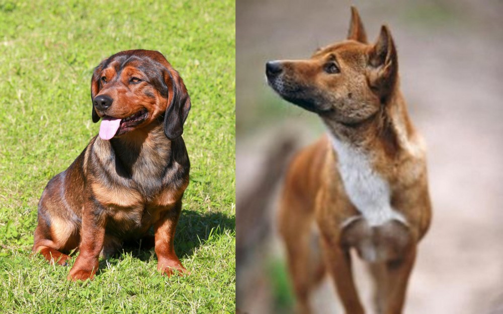 New Guinea Singing Dog vs Alpine Dachsbracke - Breed Comparison
