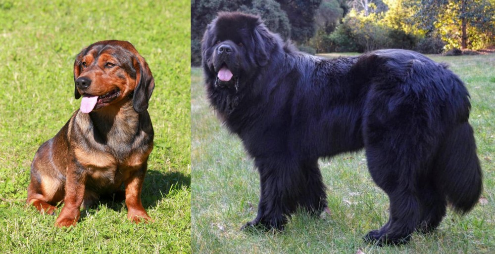 Newfoundland Dog vs Alpine Dachsbracke - Breed Comparison