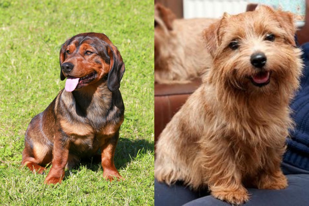 Norfolk Terrier vs Alpine Dachsbracke - Breed Comparison