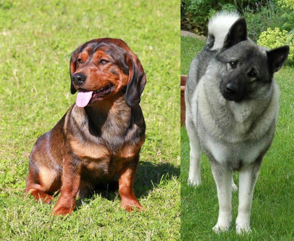 Norwegian Elkhound vs Alpine Dachsbracke - Breed Comparison