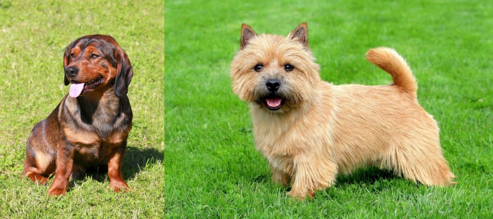 Norwich Terrier vs Alpine Dachsbracke - Breed Comparison