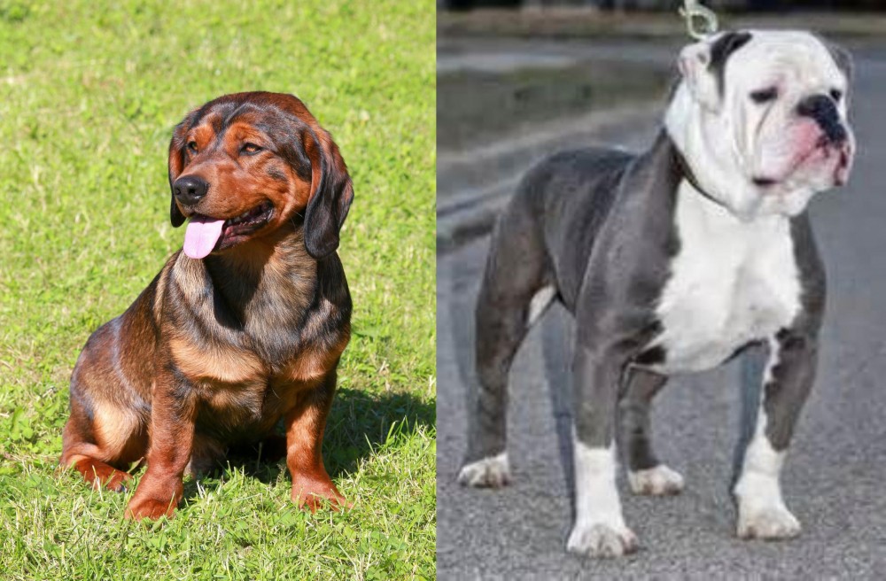 Old English Bulldog vs Alpine Dachsbracke - Breed Comparison