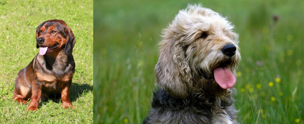 Otterhound vs Alpine Dachsbracke - Breed Comparison
