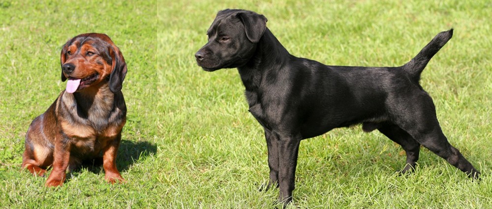 Patterdale Terrier vs Alpine Dachsbracke - Breed Comparison