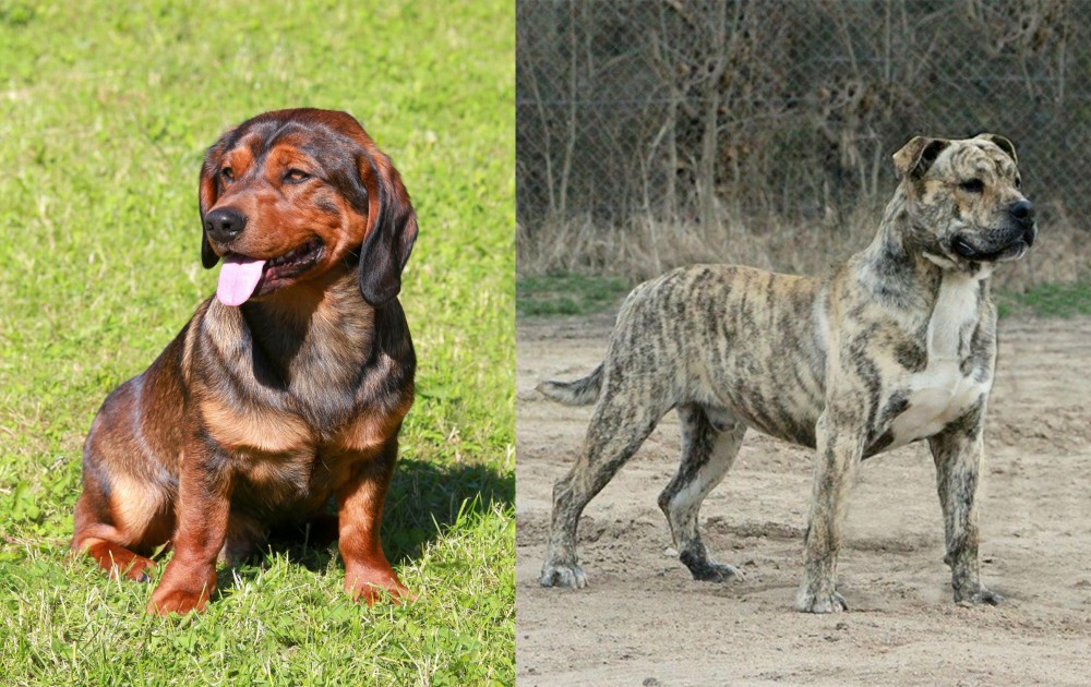 Perro de Presa Mallorquin vs Alpine Dachsbracke - Breed Comparison
