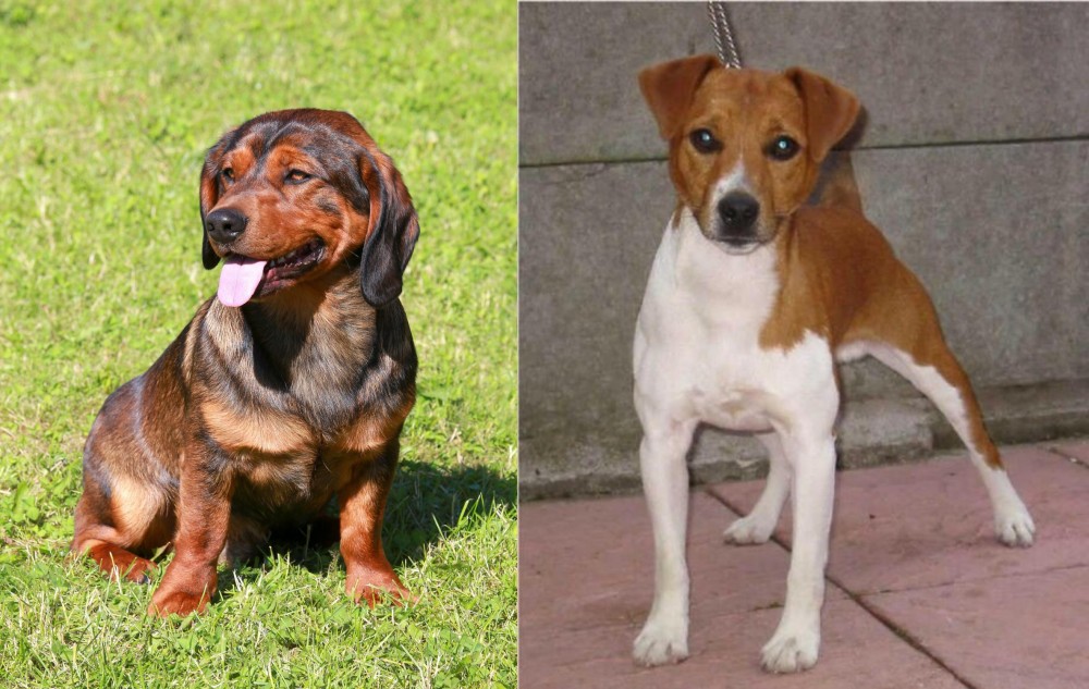 Plummer Terrier vs Alpine Dachsbracke - Breed Comparison