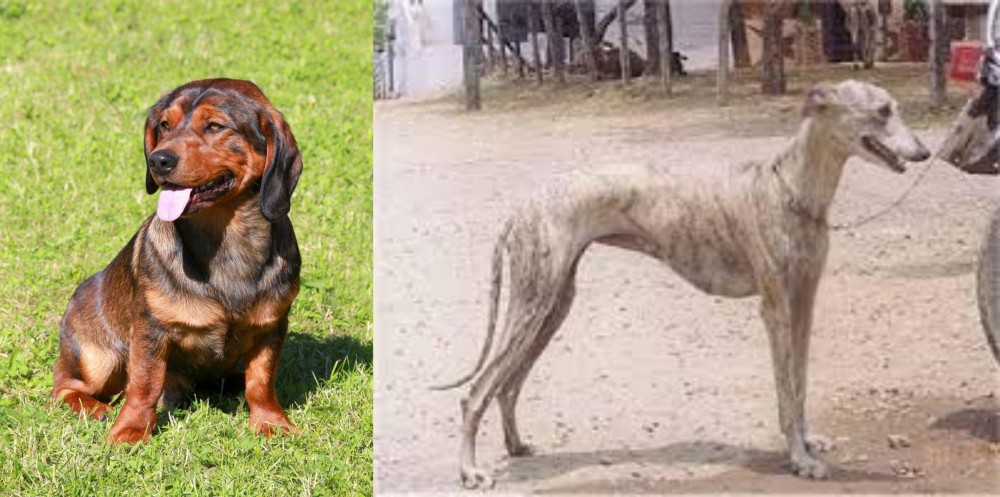 Rampur Greyhound vs Alpine Dachsbracke - Breed Comparison