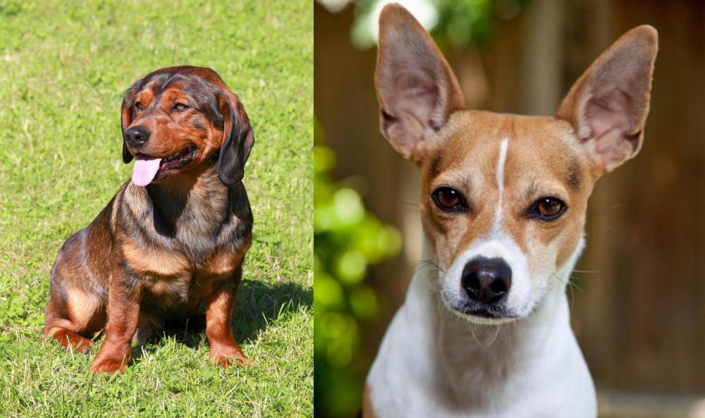 Rat Terrier vs Alpine Dachsbracke - Breed Comparison