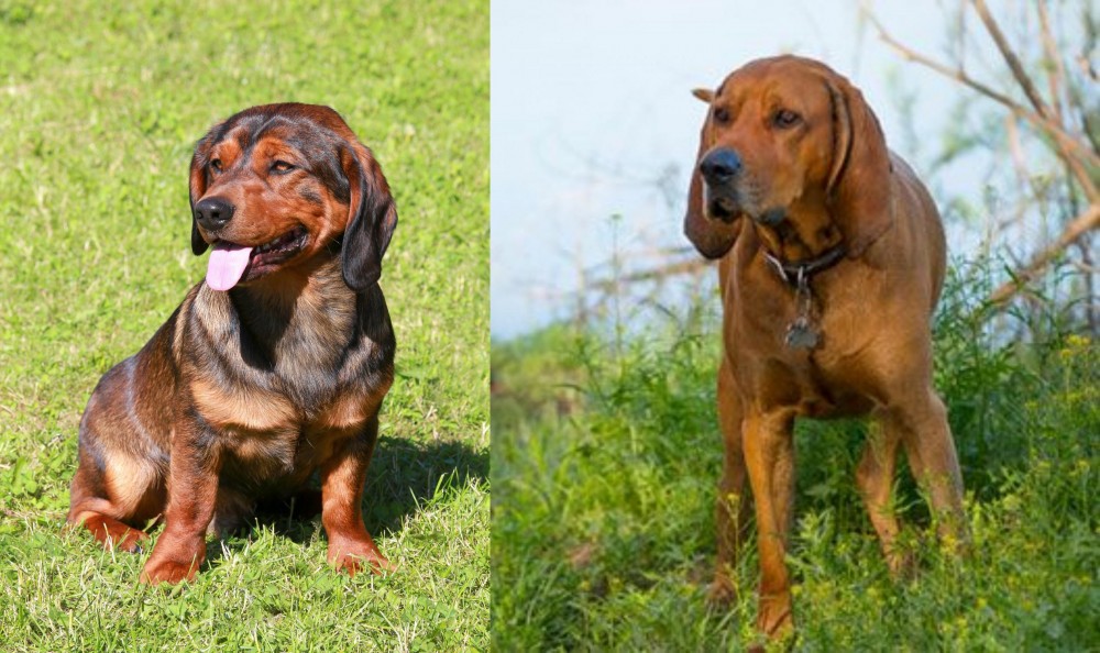 Redbone Coonhound vs Alpine Dachsbracke - Breed Comparison